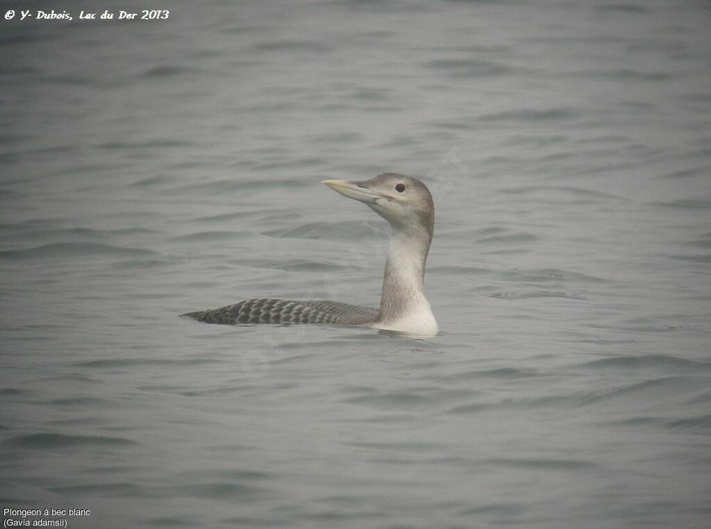 Yellow-billed Loon