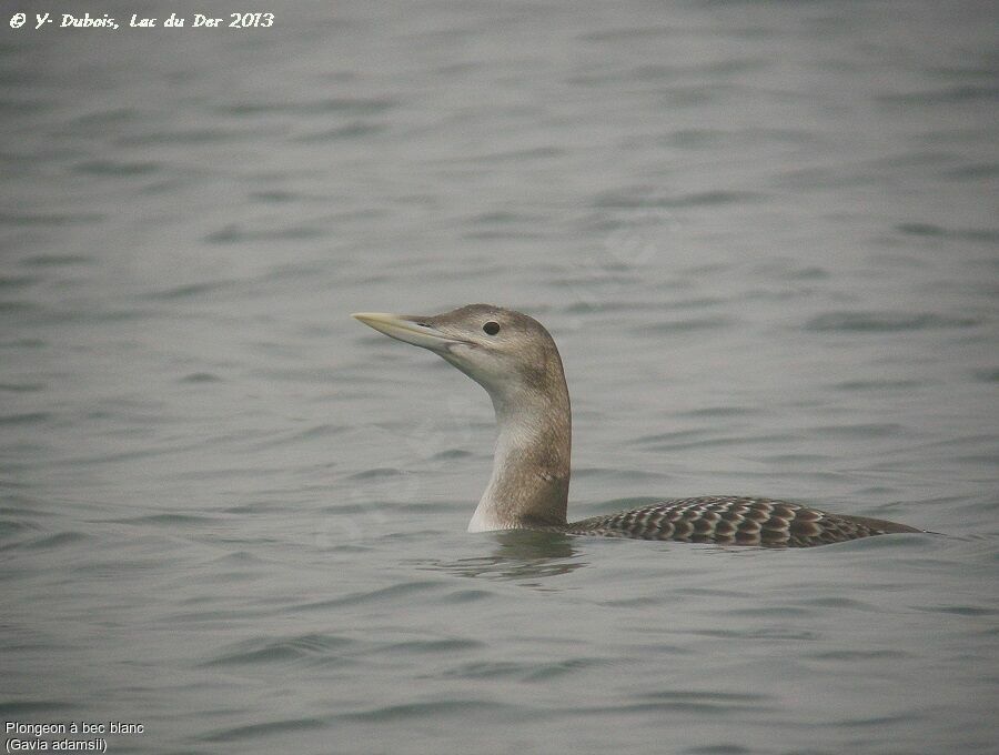 Yellow-billed Loon