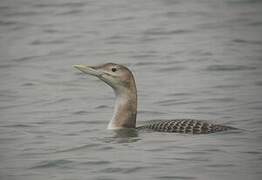 Yellow-billed Loon