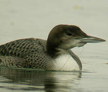 Common Loon