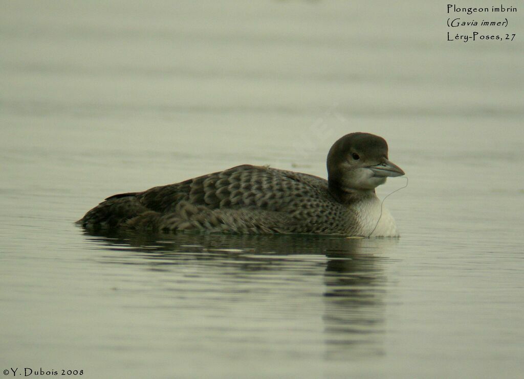 Common Loonjuvenile