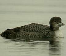 Common Loon