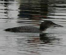 Common Loon