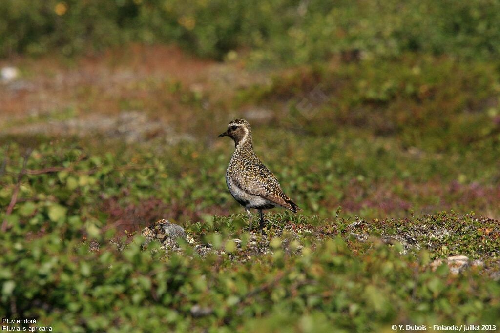 European Golden Plover