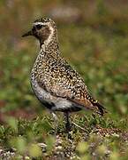 European Golden Plover