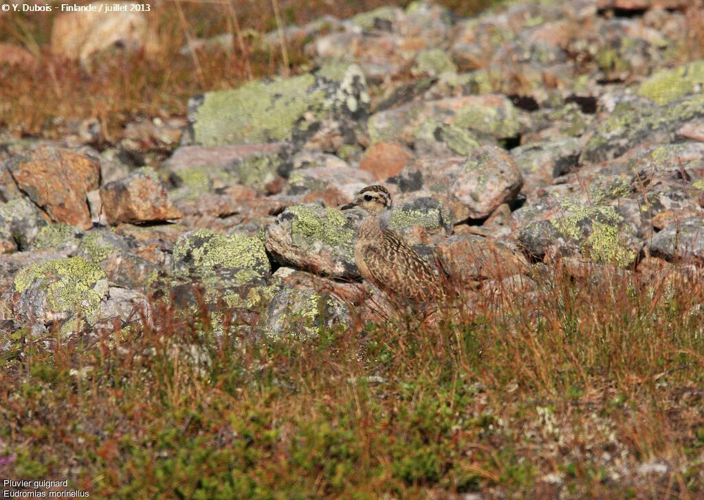 Eurasian Dotterel