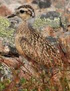 Eurasian Dotterel