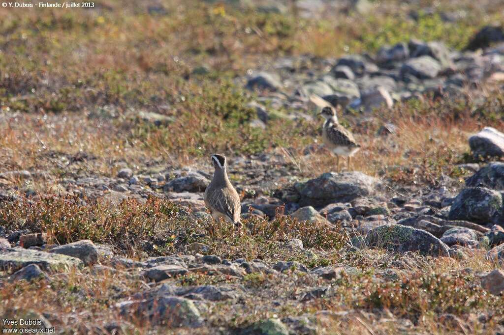 Eurasian Dotterel, Reproduction-nesting