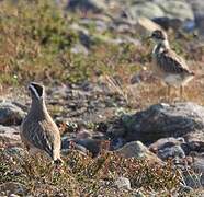 Eurasian Dotterel