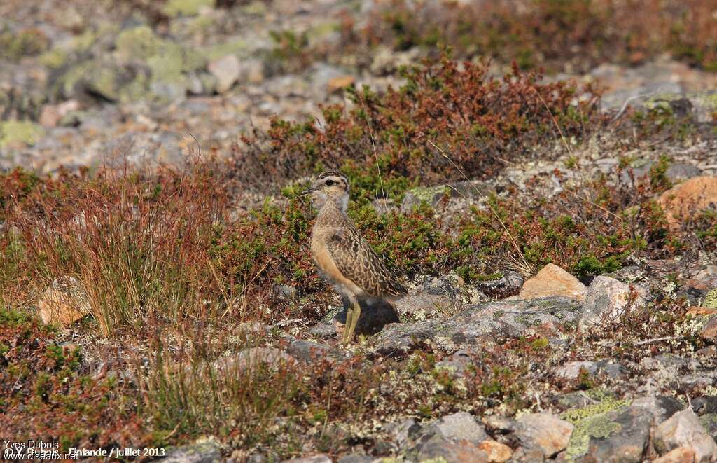 Eurasian Dottereljuvenile, identification