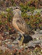 Eurasian Dotterel