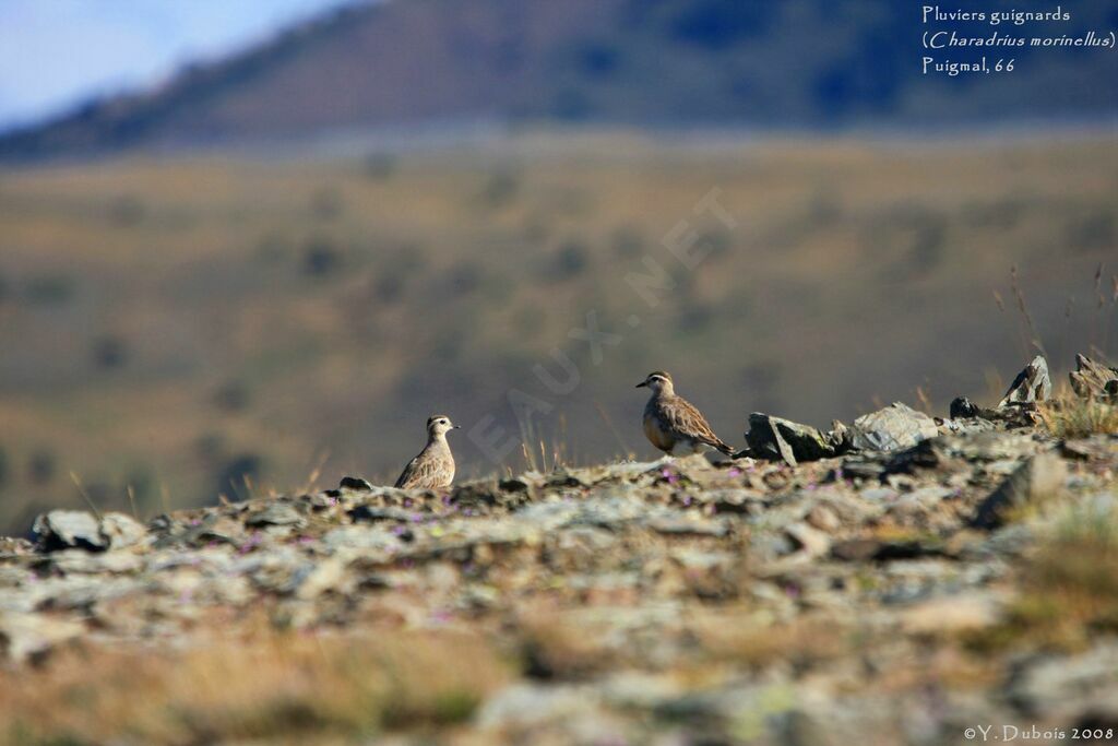 Eurasian Dottereladult