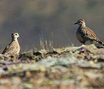 Eurasian Dotterel