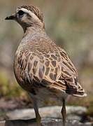 Eurasian Dotterel