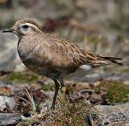 Eurasian Dotterel