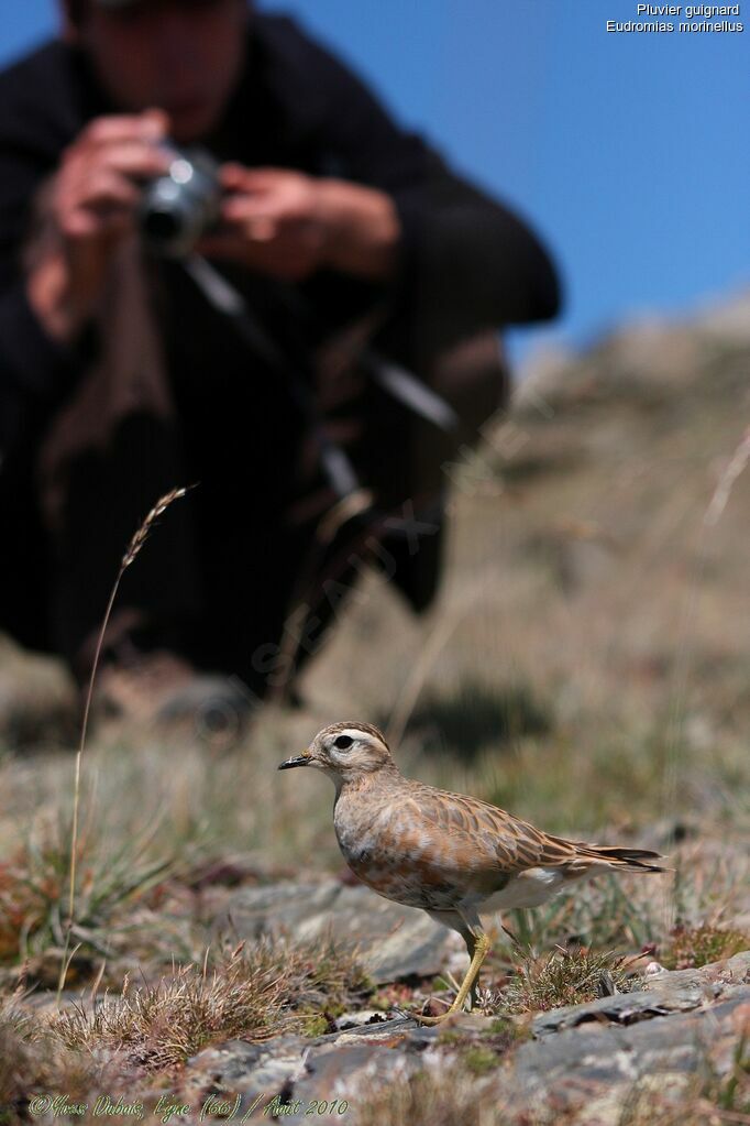 Eurasian Dotterel