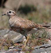 Eurasian Dotterel