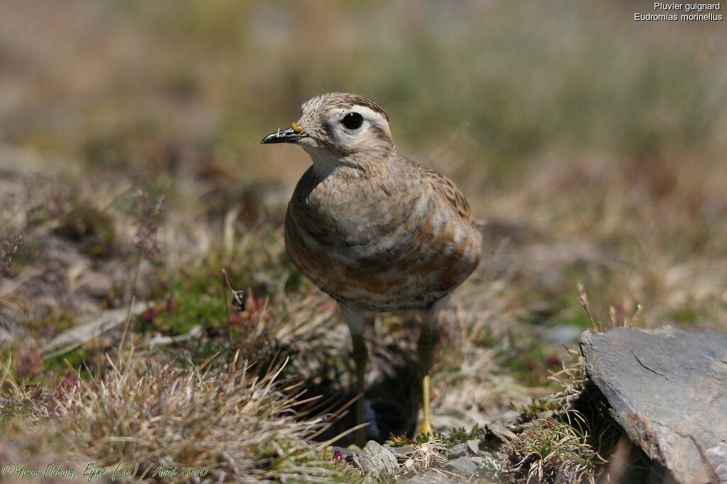 Eurasian Dotterel