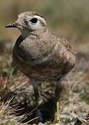 Eurasian Dotterel