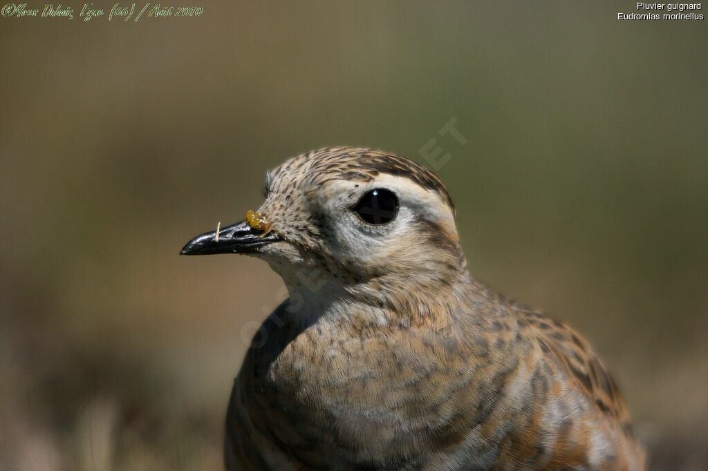 Eurasian Dotterel