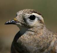 Eurasian Dotterel