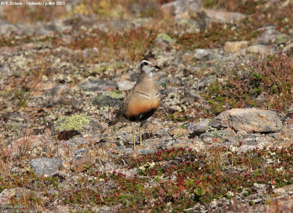 Eurasian Dotterel