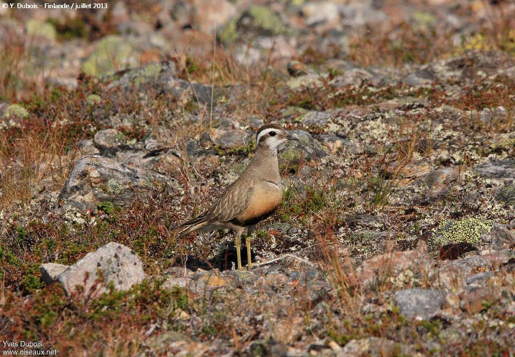 Pluvier guignardadulte, habitat, camouflage