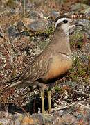 Eurasian Dotterel