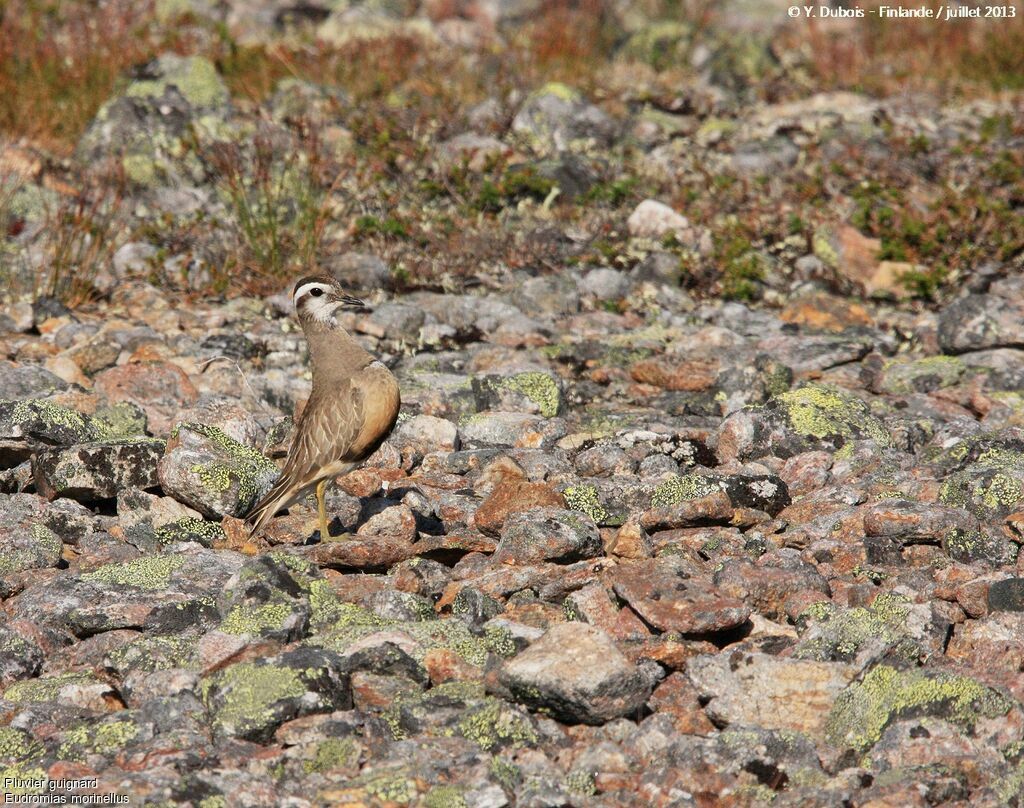 Eurasian Dotterel