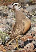 Eurasian Dotterel