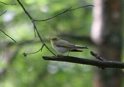 Wood Warbler