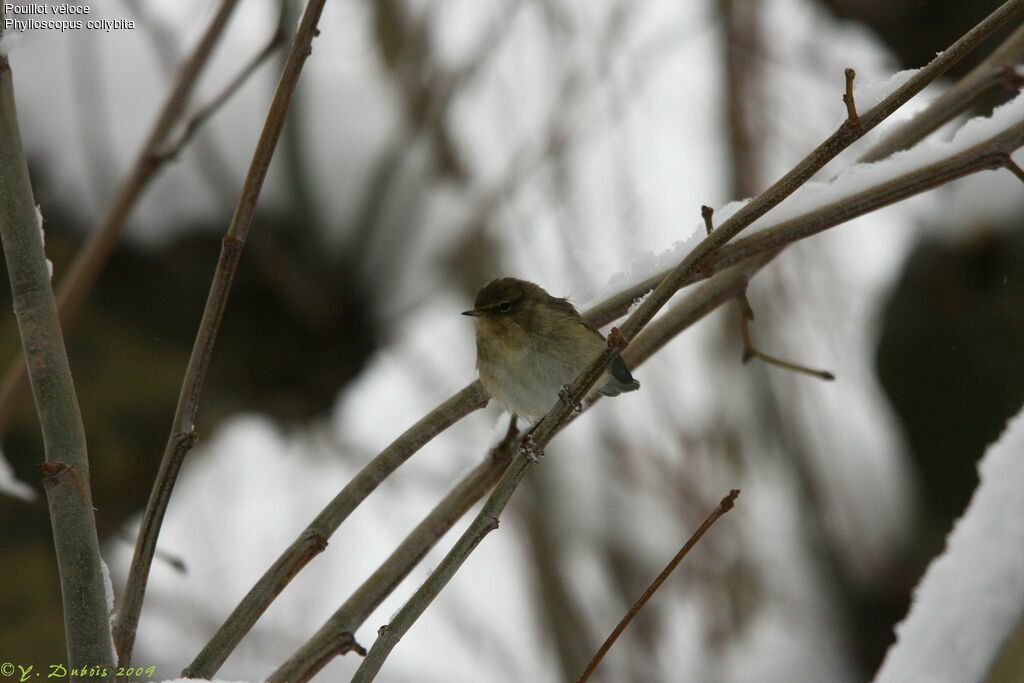 Common Chiffchaff