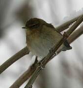 Common Chiffchaff