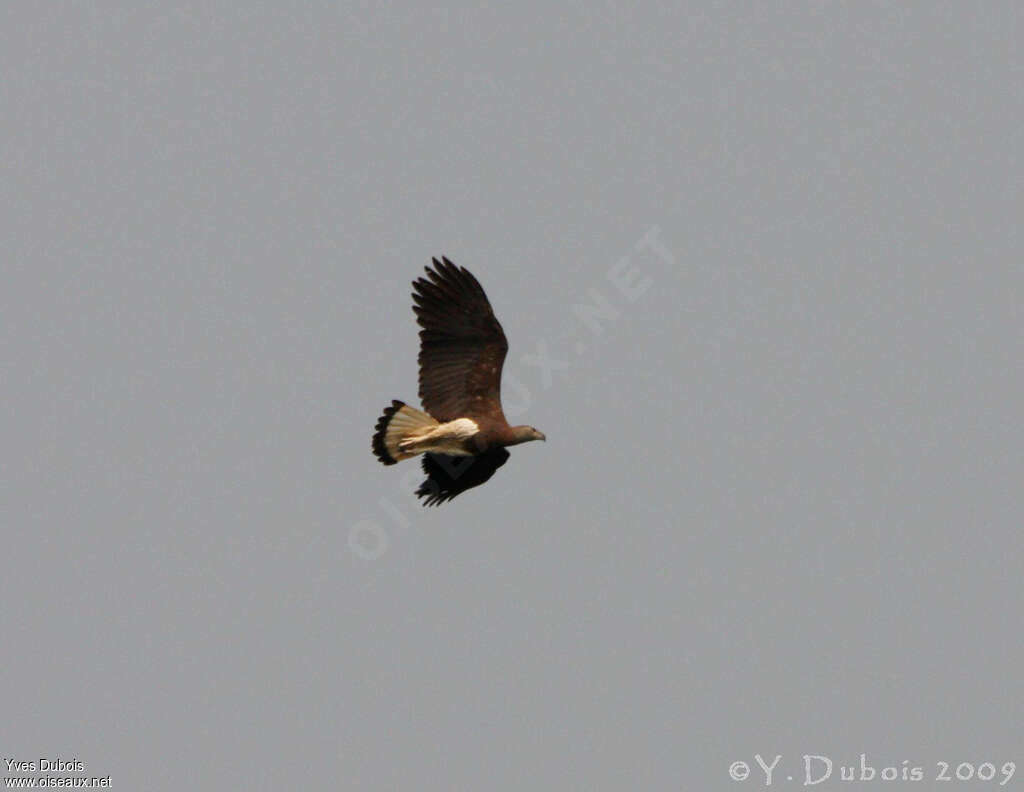 Grey-headed Fish Eagleadult, pigmentation, Flight