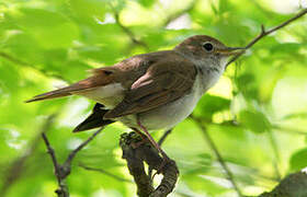 Common Nightingale