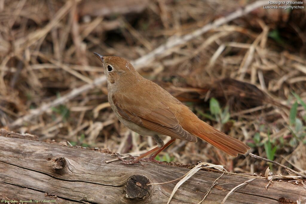 Common Nightingale