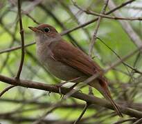 Common Nightingale