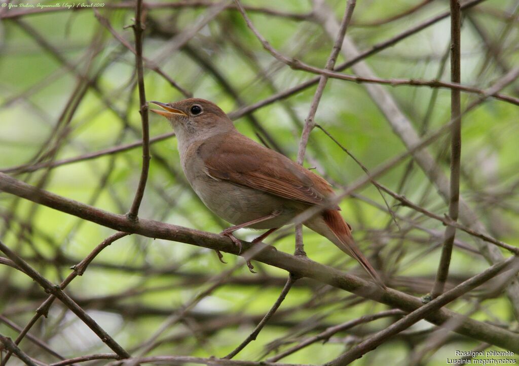 Common Nightingale