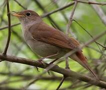 Common Nightingale