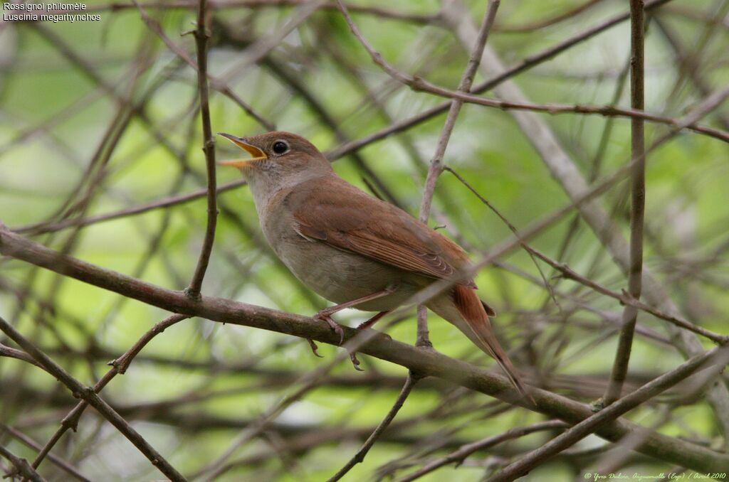 Common Nightingale