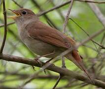 Common Nightingale