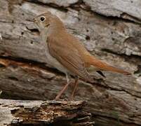 Common Nightingale