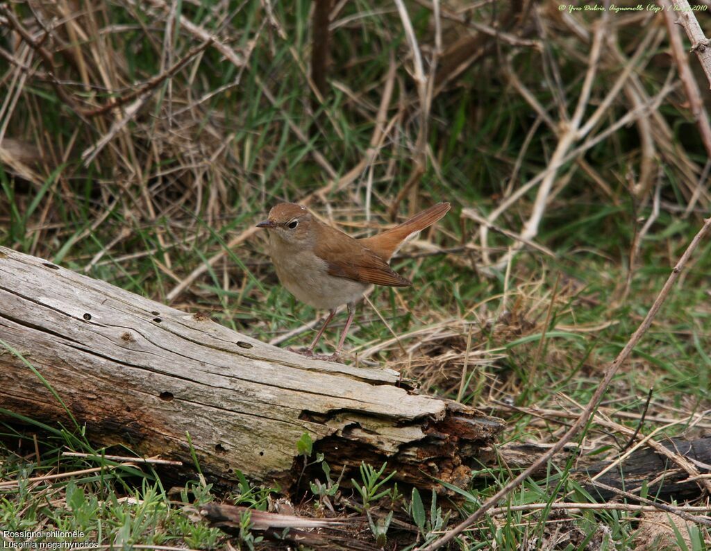 Common Nightingale