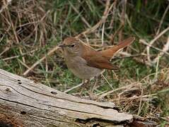 Common Nightingale