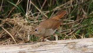 Common Nightingale