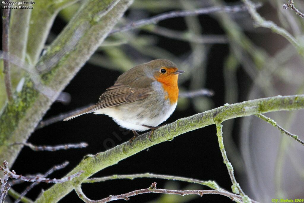 European Robin