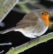 European Robin