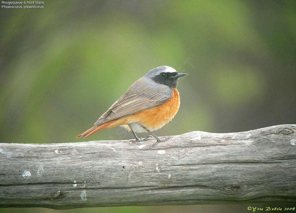 Common Redstart