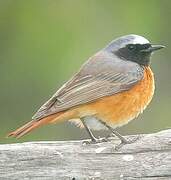 Common Redstart