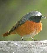 Common Redstart